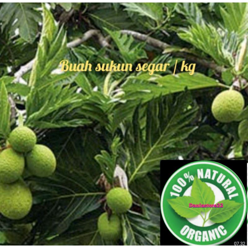 

buah sukun segar 1 kg