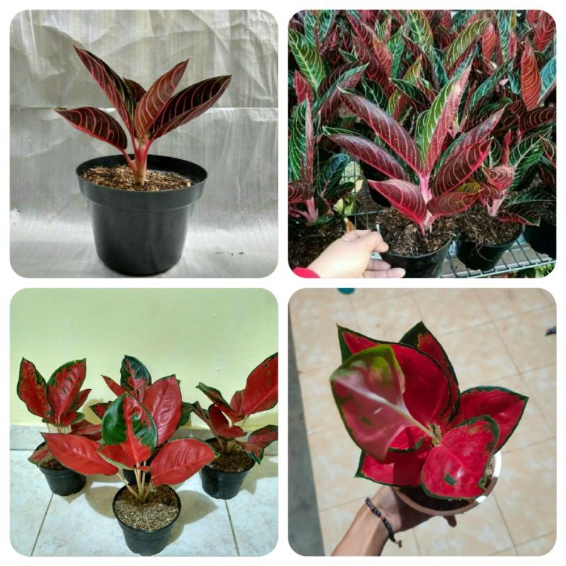 Promo Aglonema suksom jaipong - Aglonema red sumatra