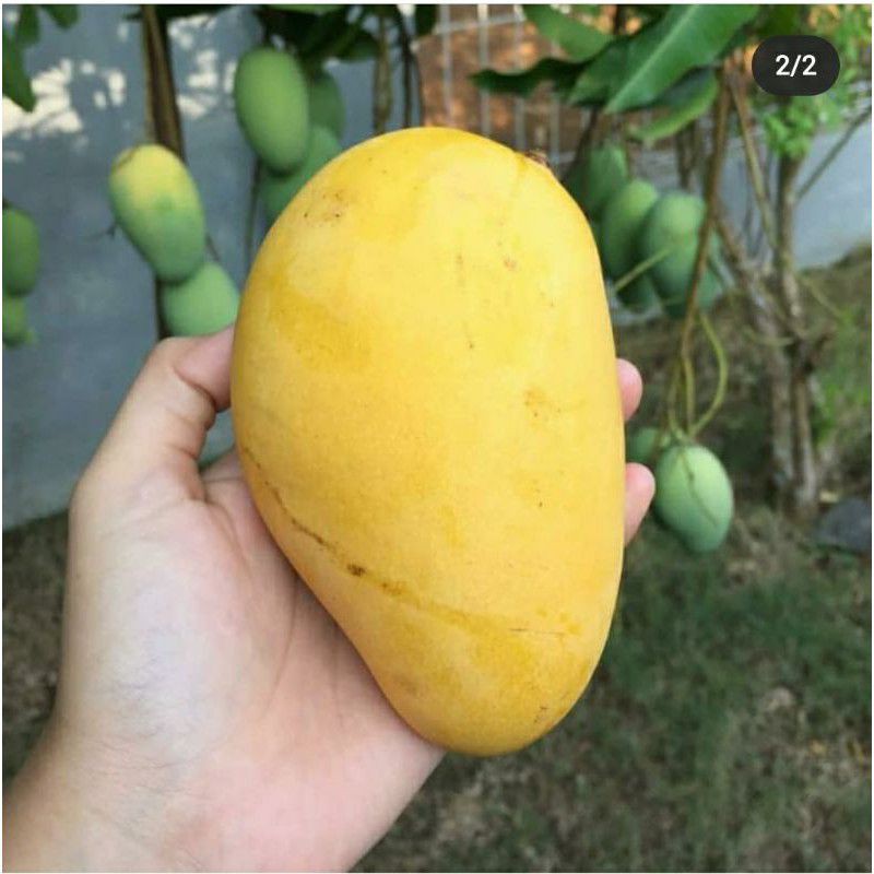 Bibit Tanaman Buah Mangga Chokanan-Bibit Hasil Sambung-Bibit Mangga Chokanan