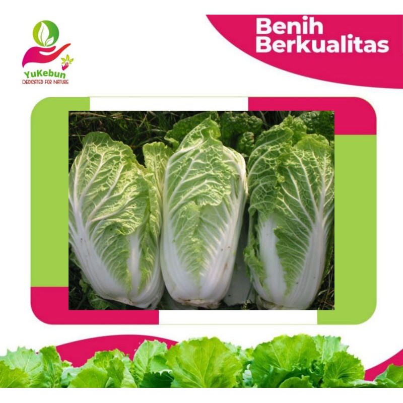 Benih Bibit Sawi Putih Leony Isi 25 Seed Bergaransi