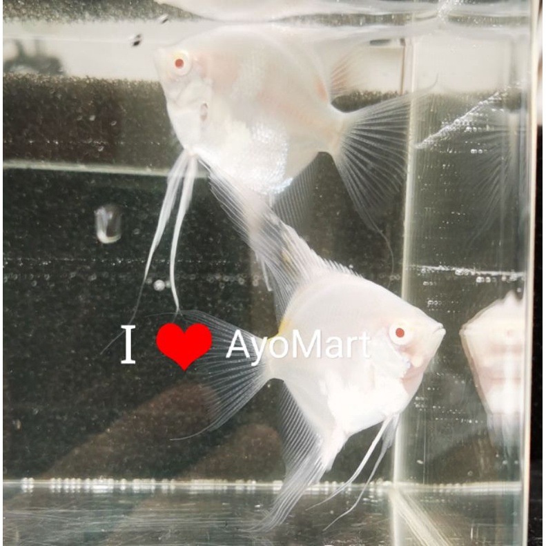 Sepasang ikan hias Angelfish Manfish Red Eye Albino varian Snow White (putih polos)