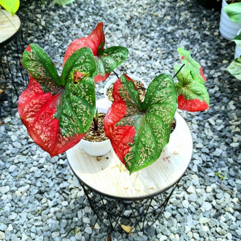 bunga keladi baret murah / bunga hidup cantik / bunga keladi Berkualitas/ bunga Asli/ bunga keladi b