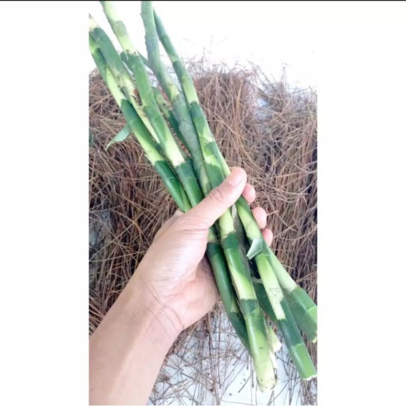 Bambu Hoki per batang