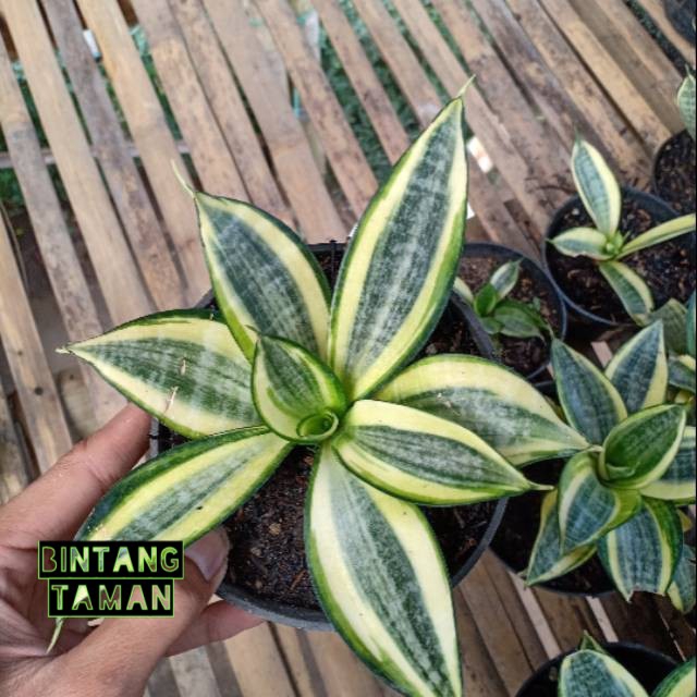 tanaman hias sansivera mini-sansivera golden hani