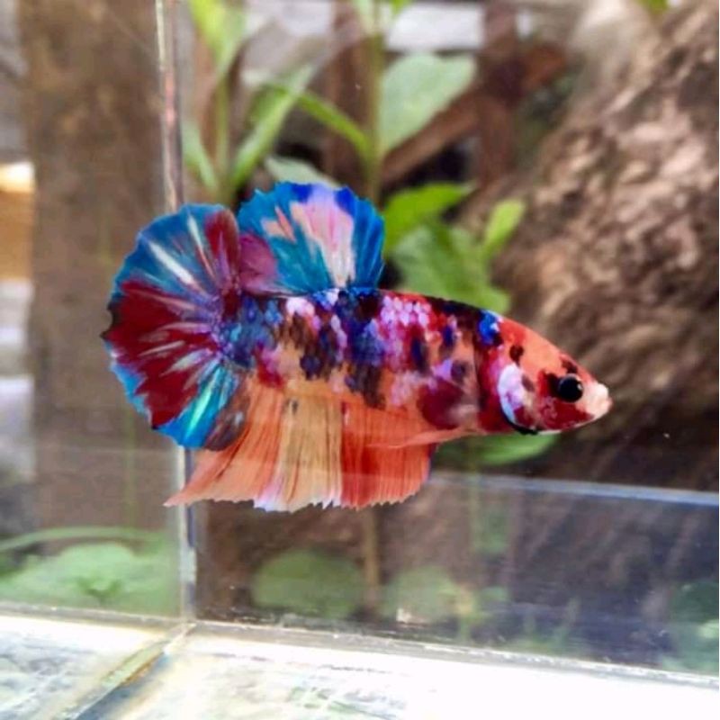 

ikan cupang kontes Multicolour galaxy/Harga Promo