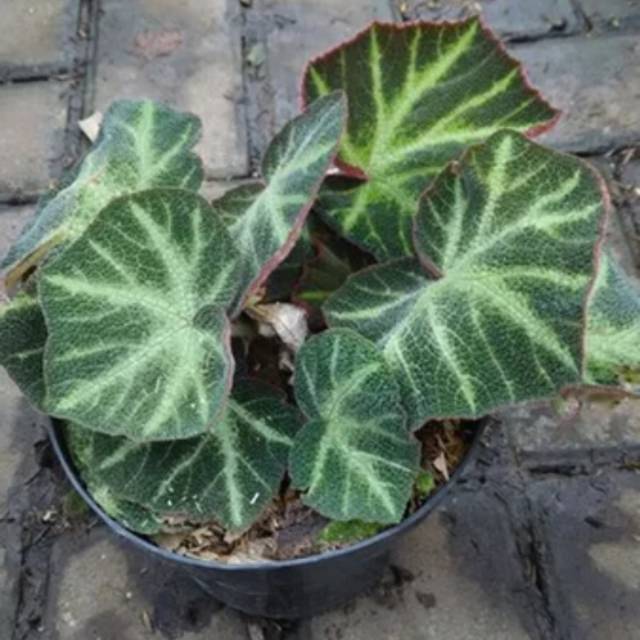 Jual Tanaman hias bigonia karpet-bigunia karpet- begonia karpet | Shopee  Indonesia