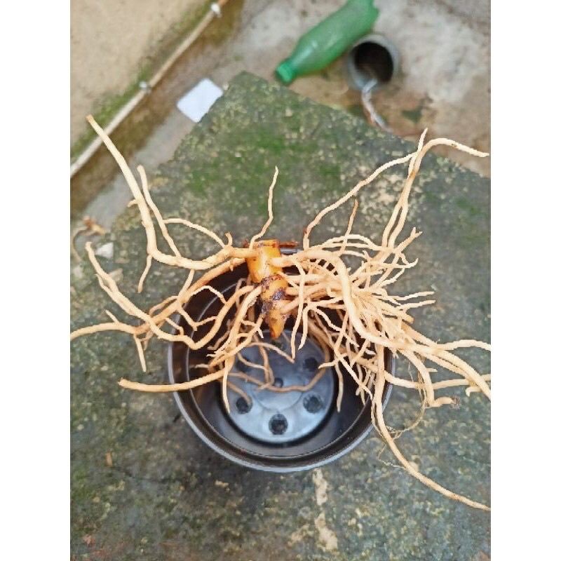 paket promo 5 bonggol aglonema *kochin sutra *heasty *romatic love *light of diamond *milky way