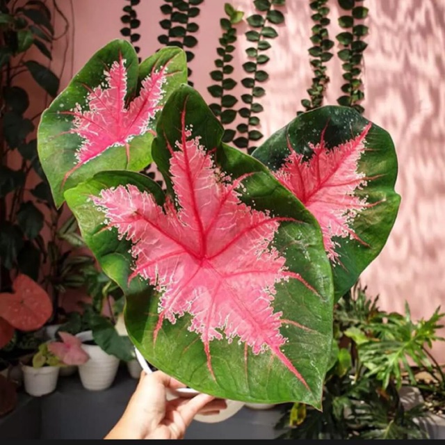 Caladium red heart remaja,keladi hias , Caladium hias