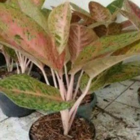 aglaonema bigroy tanaman aglaonema bigroy