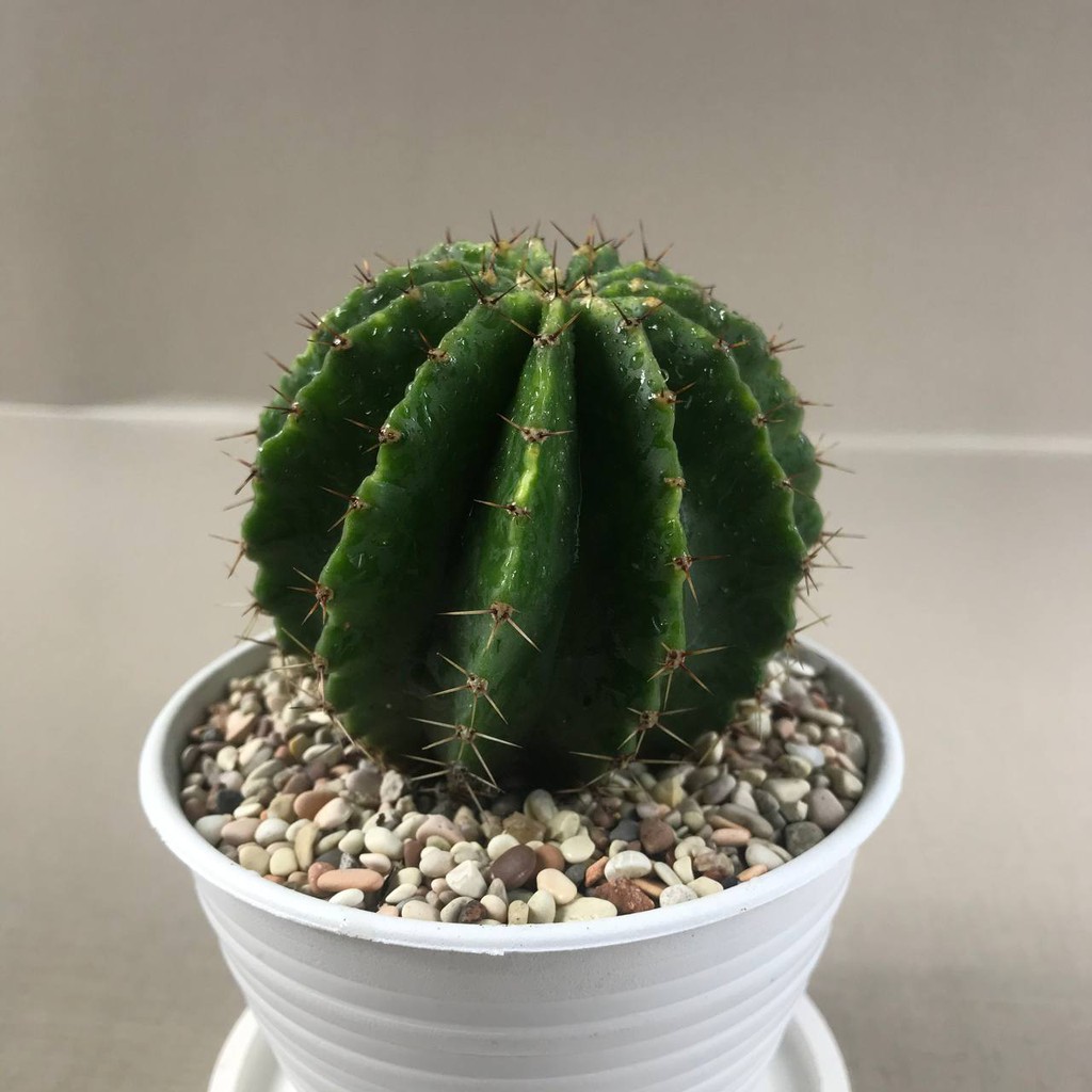 Kaktus Sukulen (Ecinocactus) Tanaman Hias Hidup