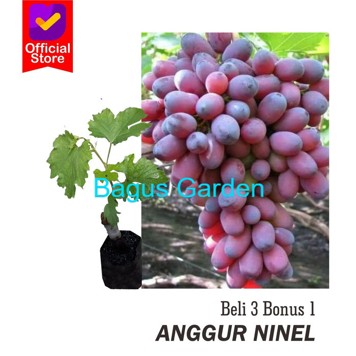 Bibit tanaman buah anggur ninel / anggur import ninel genjeh