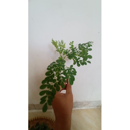 

daun moringa
