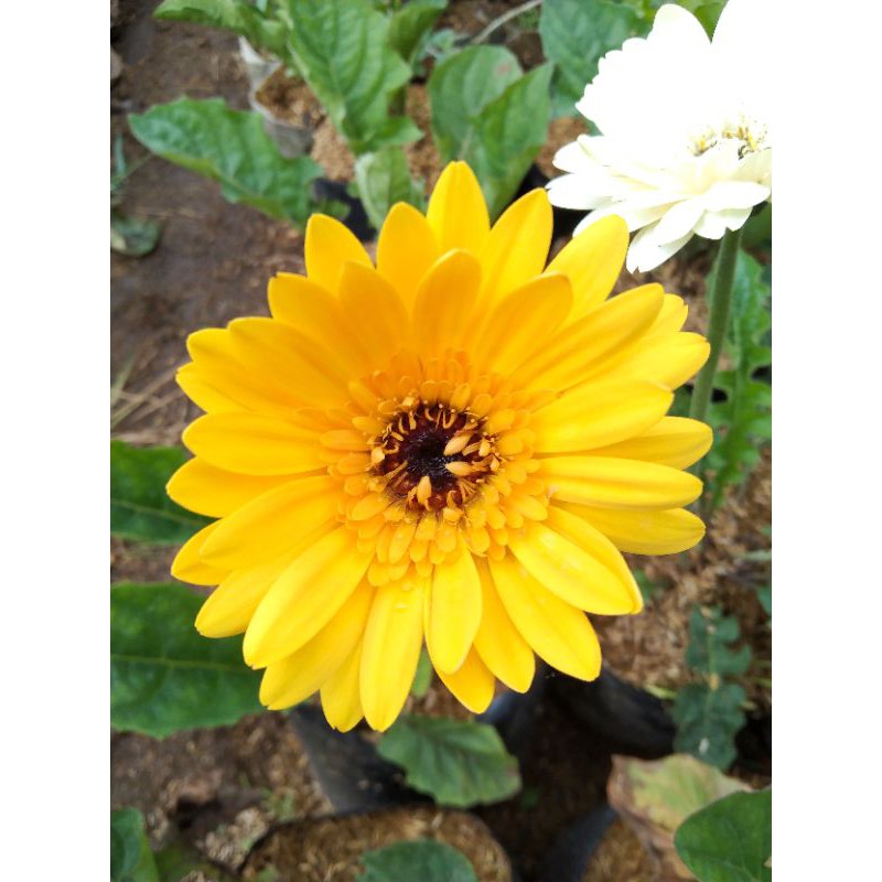 Hebras (herbras) / Gerbera bunga kuning