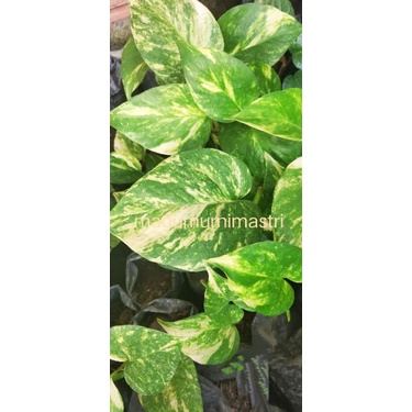 Tanaman rambat sirih gading panjang