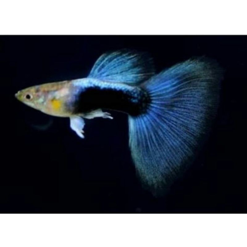 ikan guppy hias Hb Blue