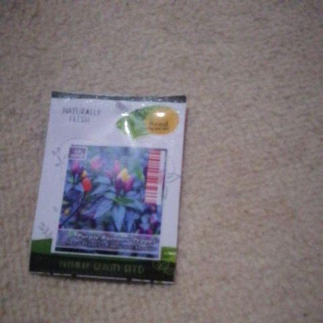 Isi 10 Biji - Benih Cabai Purple Rainbow Pepper - Haira Seed