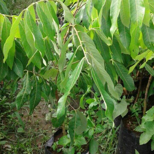 

Bibit lengkeng new kateki kistal cepat berbuah cocok di kebunkan