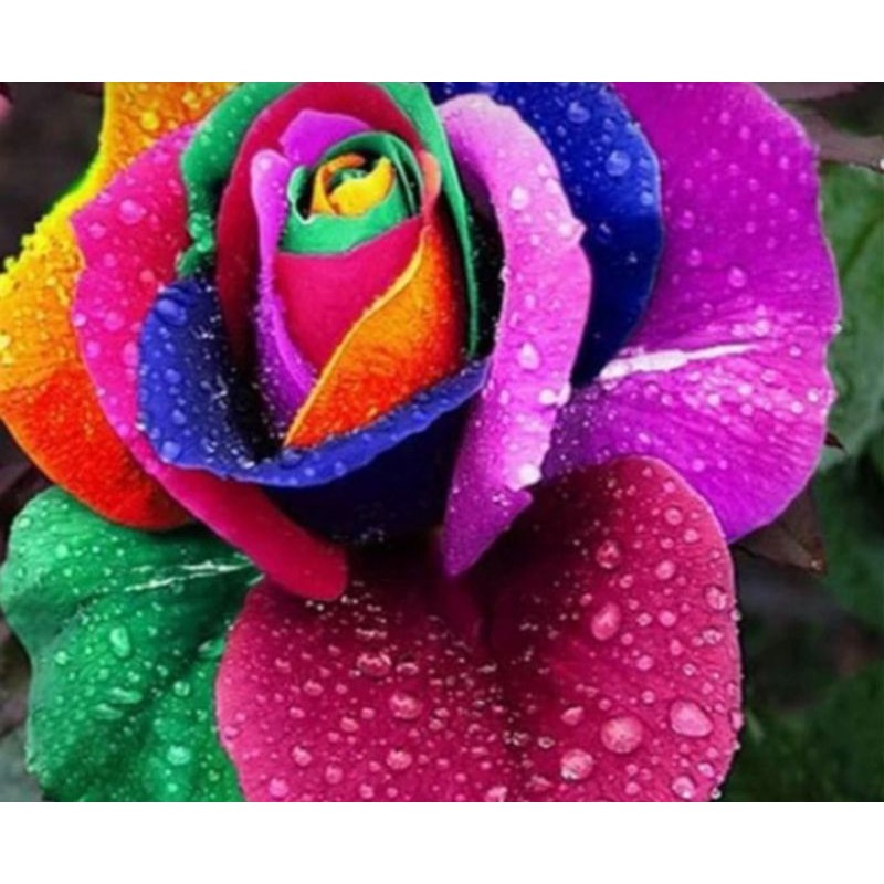 Bibit bunga mawar warna pelangi isi 10 biji