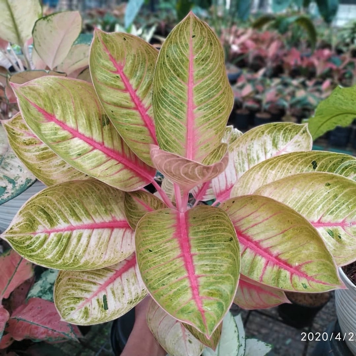 Aglonema Goliath Indukan - Aglonema Goliath - Aglonema