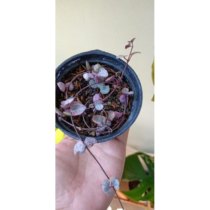 string of heart variegata