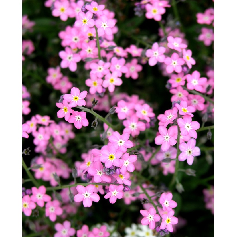 Benih Bibit Biji - Bunga Rose Forget Me Not Myosotis Alpestris Pink Flower Seeds - IMPORT