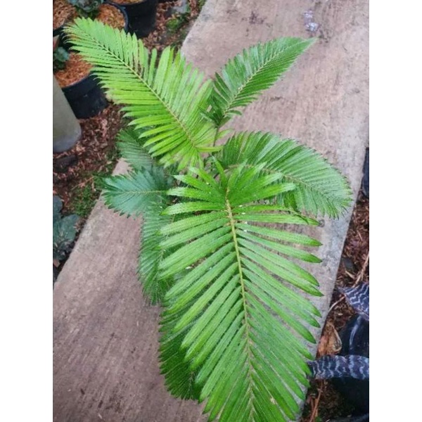 Tanaman Hias Palem Paris Mini