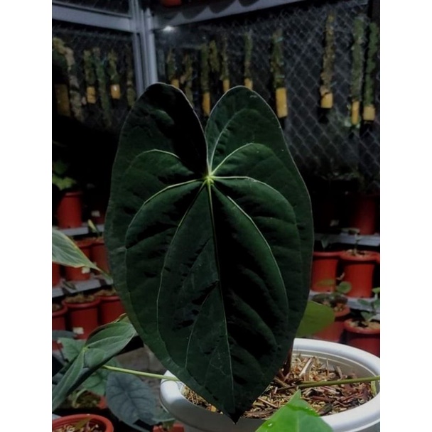 anthurium dark phoenix panama