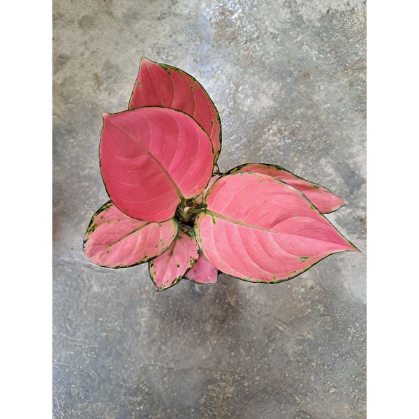 SRAYA - PROMO TERLARIS!!! Aglonema Pink Catrin