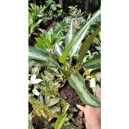 Aglonema jubil