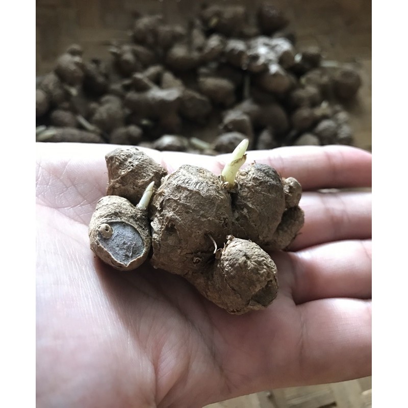 

kunyit hitam/kaempveria parviflora 100g