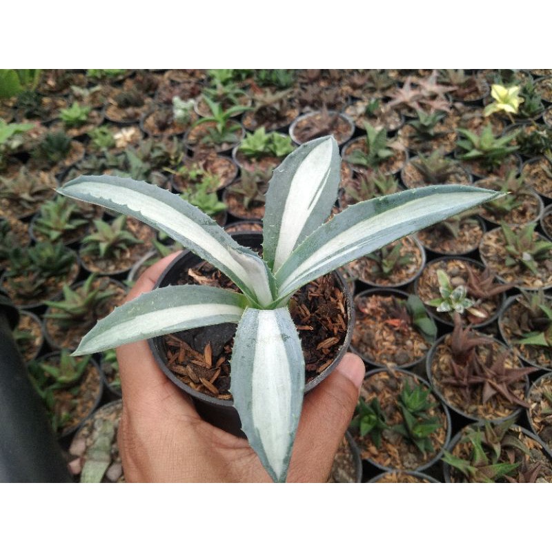 kaktus sukulen// agave americana varigata putih