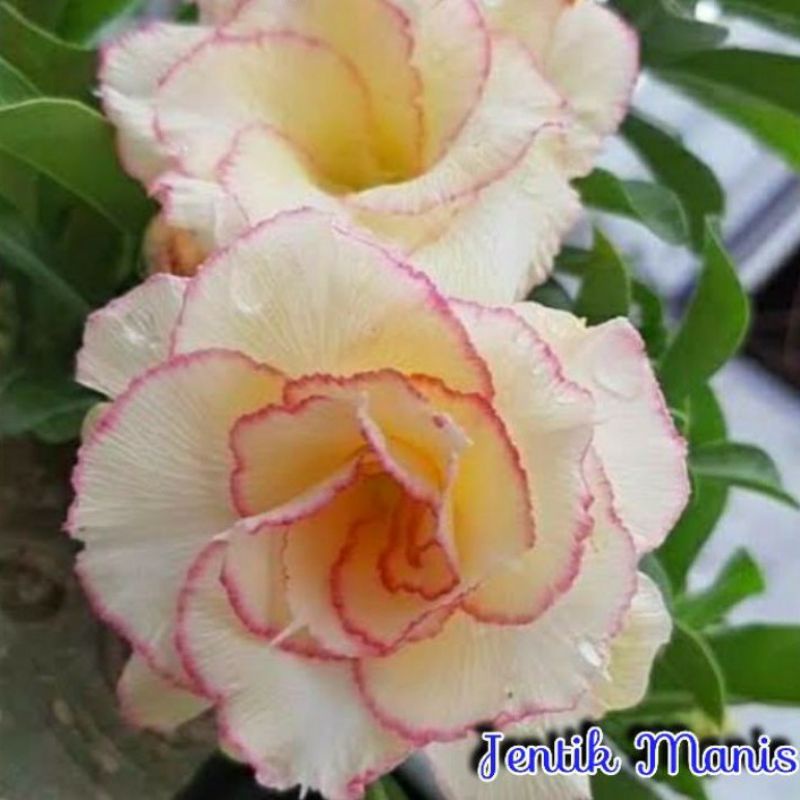 Adenium Grafting Bunga Tumpuk / KAMBOJA JEPANG