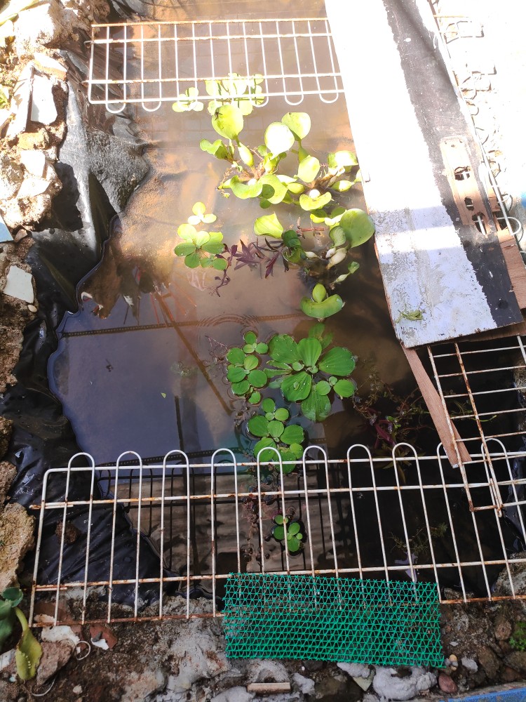 Bibit Ikan Mujair Ukuran 3/4