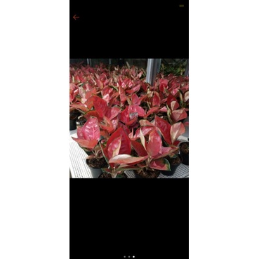 aglo dewasa suksom jaipong