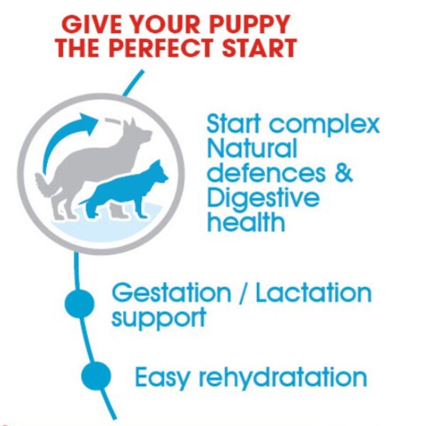 Royal Canin Maxi Starter Mother &amp; Baby Dog 4kg Babydog 4 kg RC Food