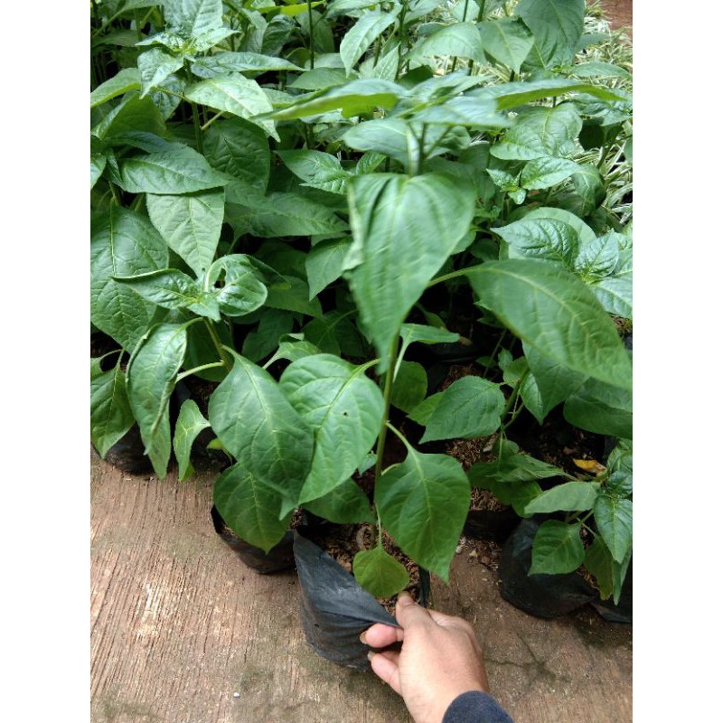 pohon cabe rawit merah..cabe rawit setan