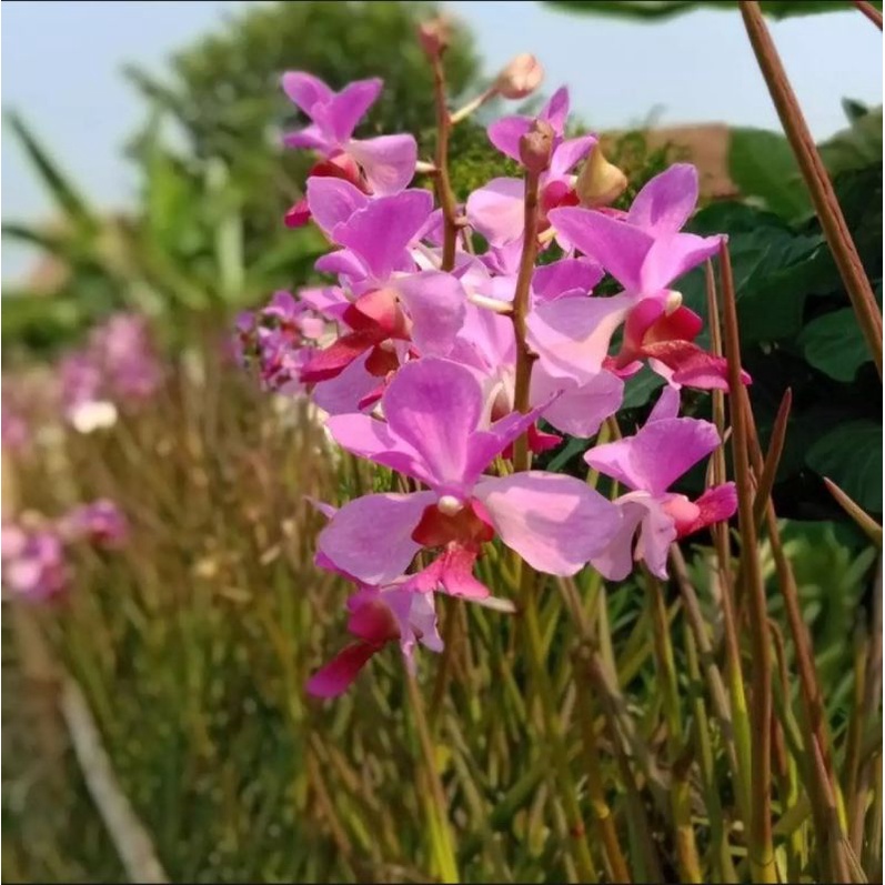 ANGGREK VANDA TANAH ANGGREK VANDA DOGLAS DEWASA SIAP BERBUNGA