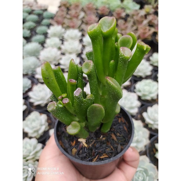 Sekulen hias sekulen golum