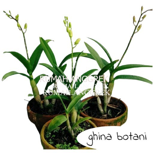 Paket 3 Anggrek Dendrobium Sudah Berbunga / Anggrek Dendrobium  Spike / Anggrek Dendrobium Knop
