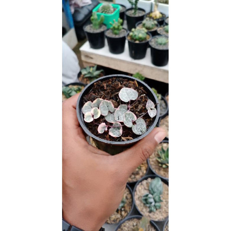 KAKTUS/SUKULEN string of heart variegata
