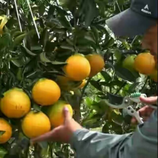 Bibit jeruk/bibit jeruk dekopon murah/bibit jeruk Dekopin asli /bibit buah kualitas super