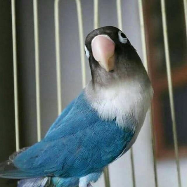 

Love bird mangsi dewasa siap ternak
