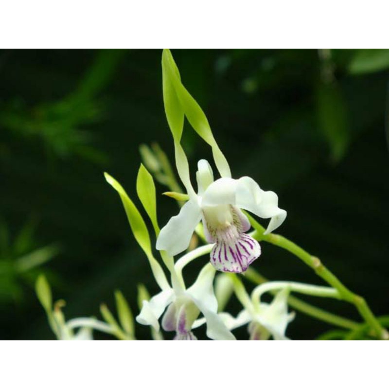 dendrobium antennatum