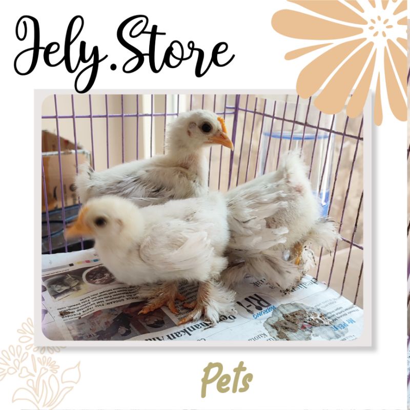 Anak Ayam Hias BC Bantam Cochin Cocin mainan teman anak bukan kate serama bangkok brahma