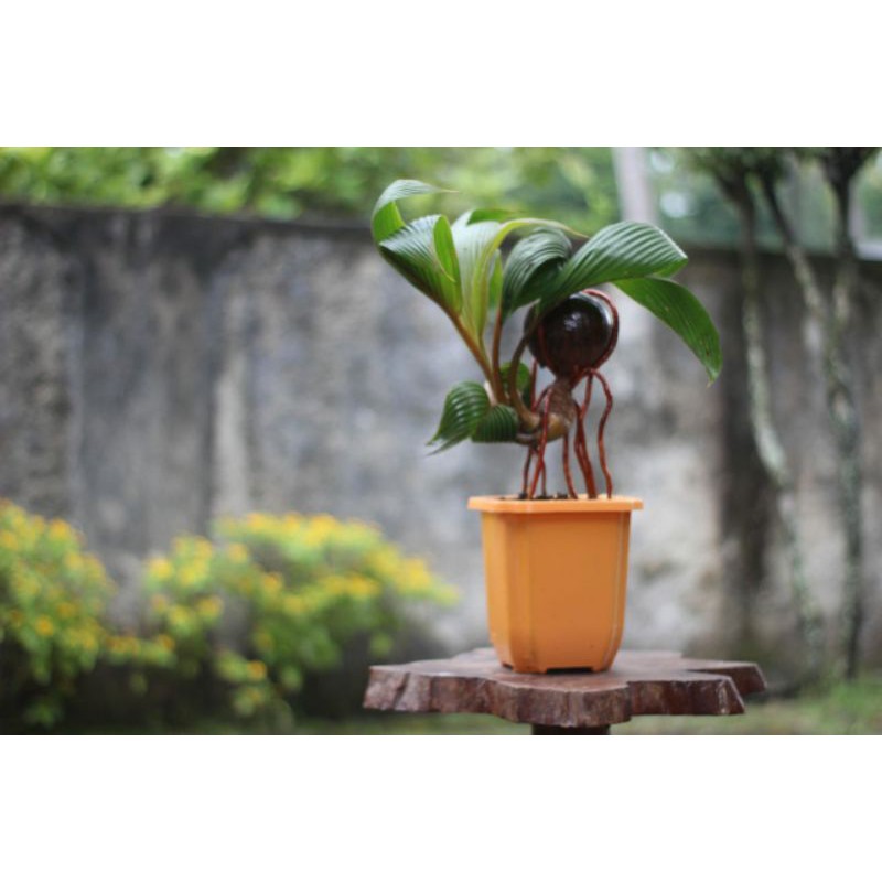 Bahan Bonsai Kelapa Gading Orange