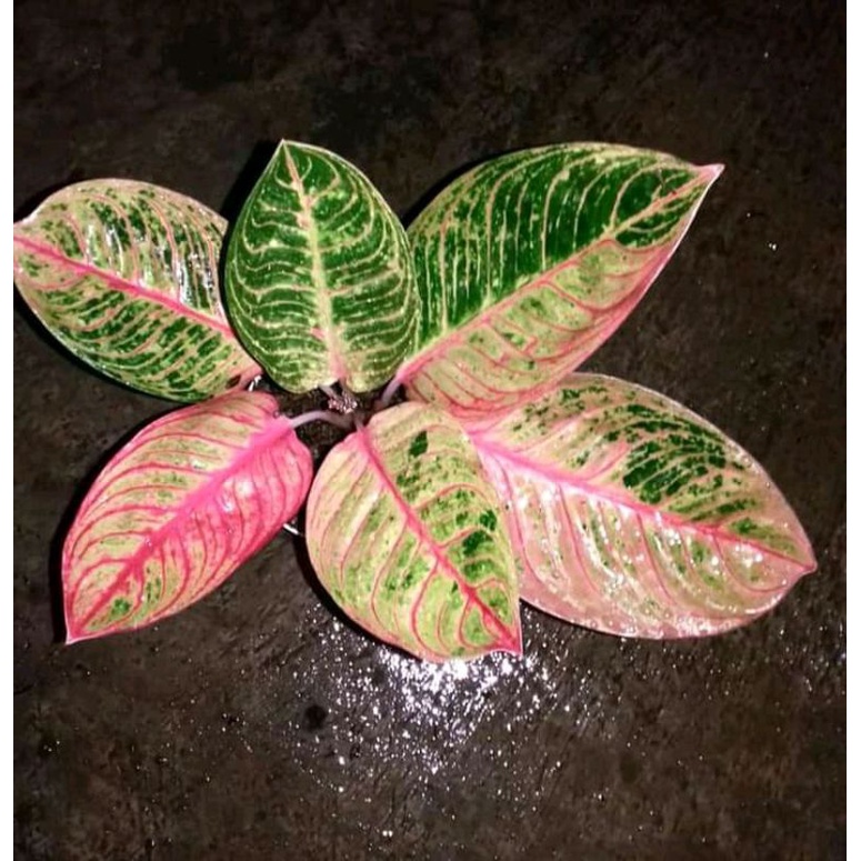 aglonema Kresna conon anakan baby, benih_aglonema