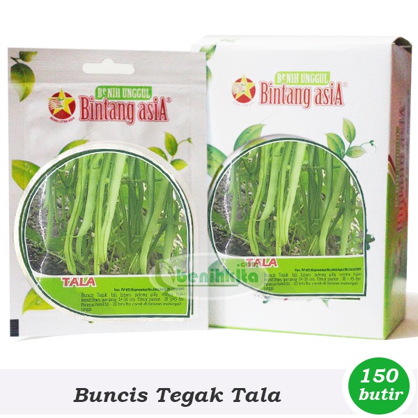 Benih-Bibit Buncis Tegak Tala (Bintang Asia)