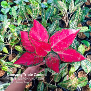RED ANJAMANI merah merona nursery aglonema murah mmnursery RED ANJAMANI merah merona nursery aglonema murah mmnursery