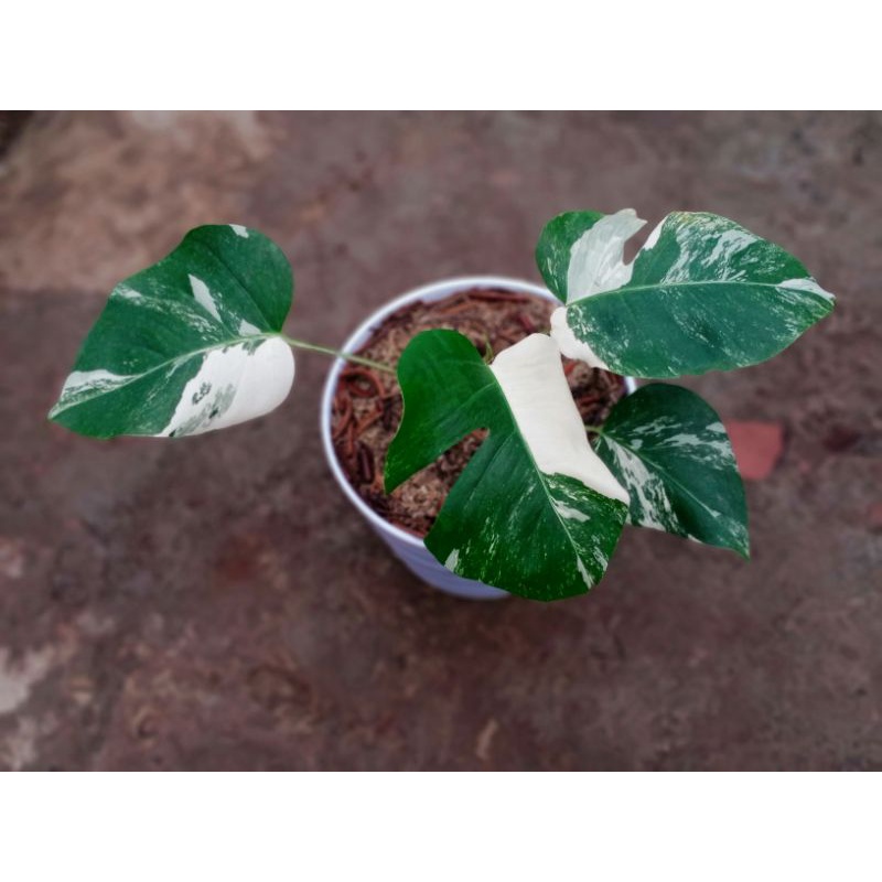 Monstera Albo Variegata