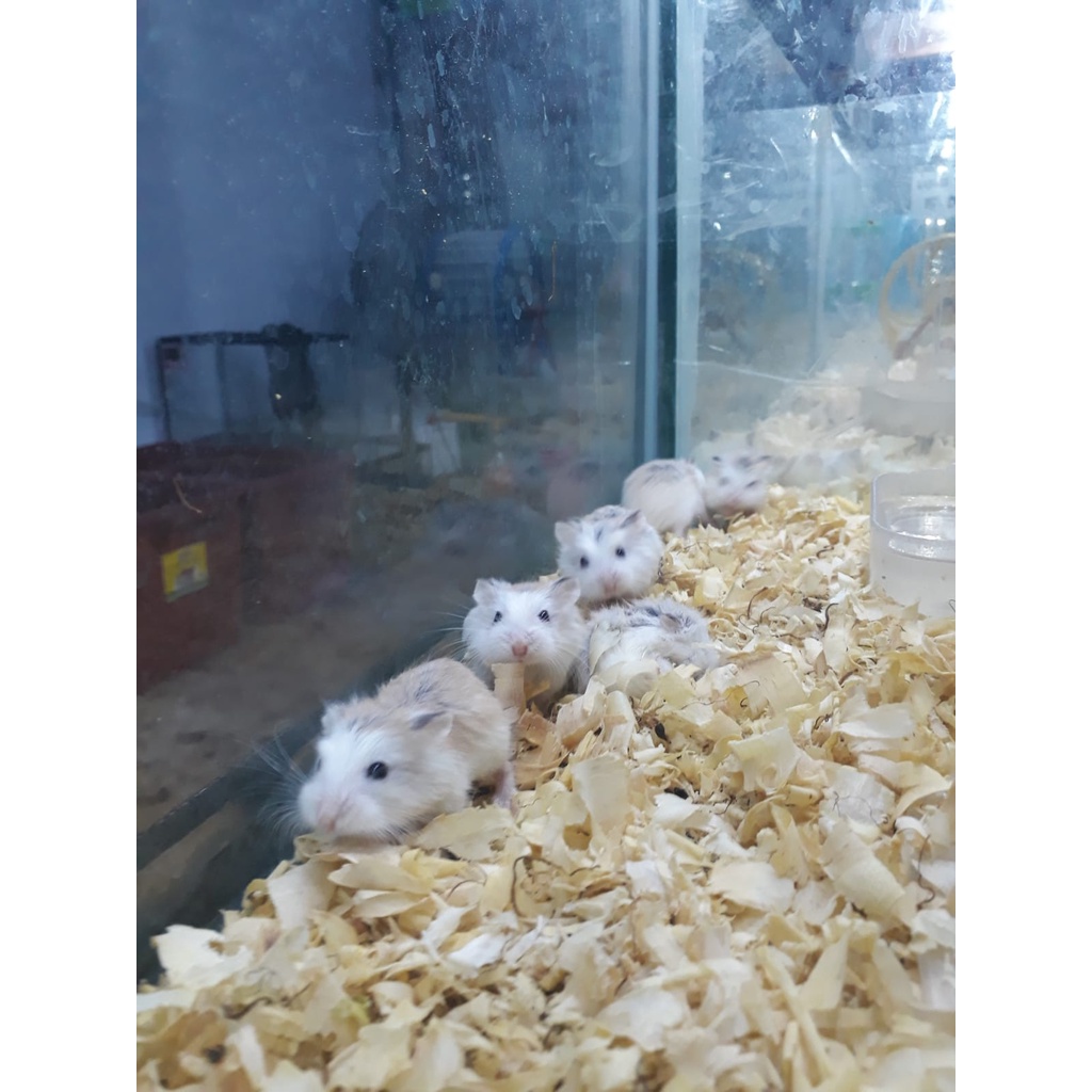 Hamster roborovski khusus wilayah surabaya dan sekitarnya